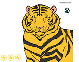 Dibujo Tigre 3 pintado por dikson