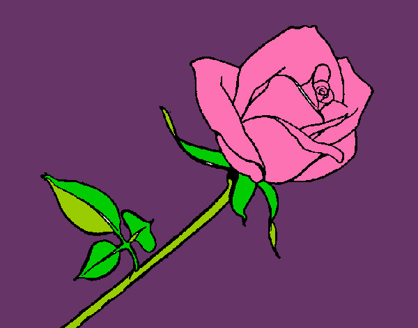 Dibujo Rosa pintado por queyla