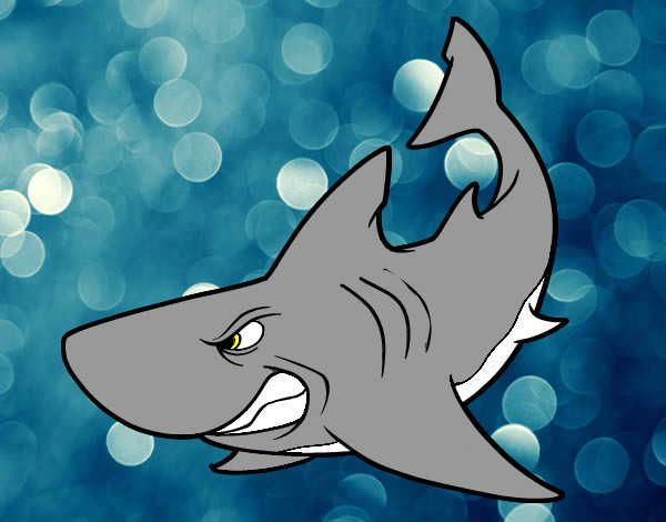 Resultado de imagen de tiburones dibujos