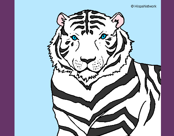 Dibujo Tigre 3 pintado por Neto25