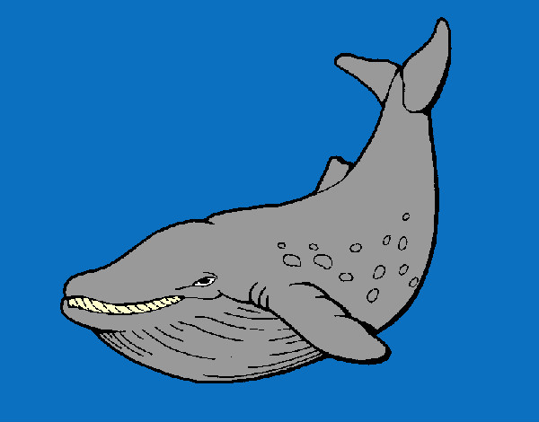 Dibujo Orca pintado por JEFTE