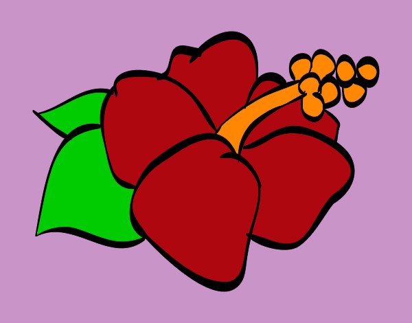 Dibujo Flor de lagunaria pintado por SUNSHINE