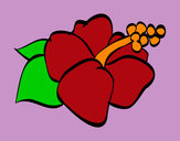 Dibujo Flor de lagunaria pintado por SUNSHINE