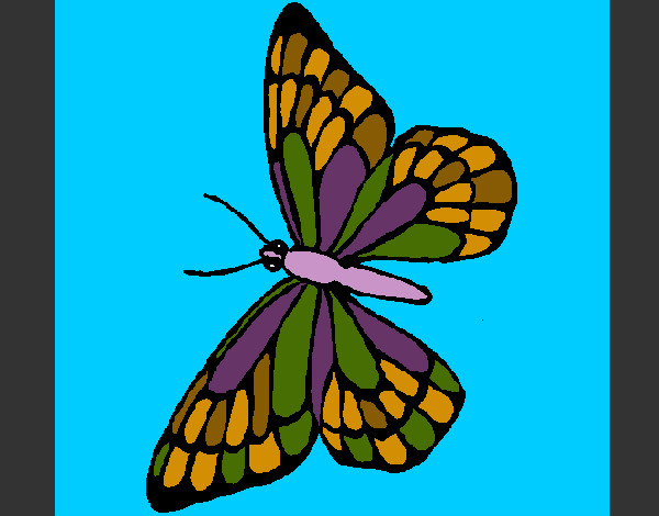 mariposa colores bonitos