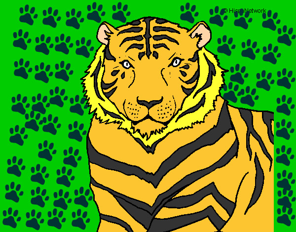 Dibujo Tigre 3 pintado por hantaro