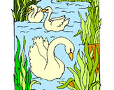 Dibujo Cisnes pintado por yesabel