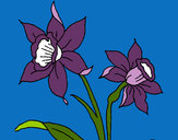 Dibujo Orquídea pintado por Chaz