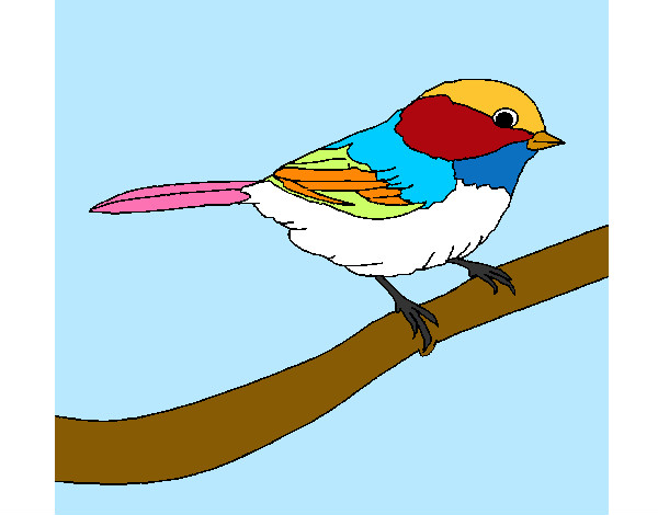 Pájaro multicolor