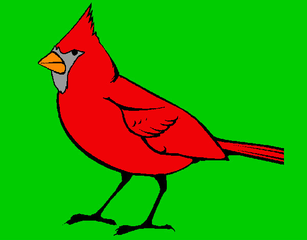 Dibujo Cardinal pintado por federicci