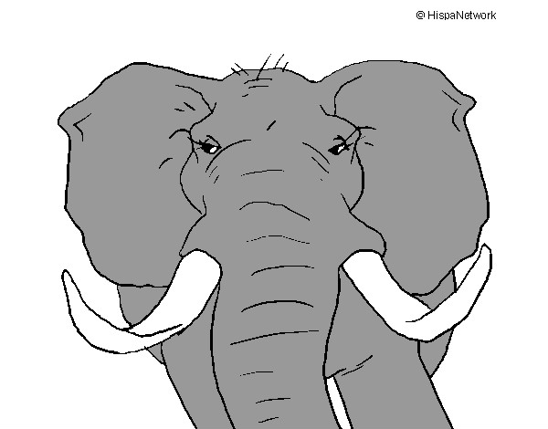 Dibujo Elefante africano pintado por Alba-R