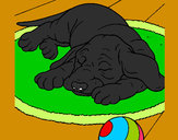 Dibujo Perro durmiendo pintado por nayi2