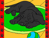 Dibujo Perro durmiendo pintado por sofiapoble