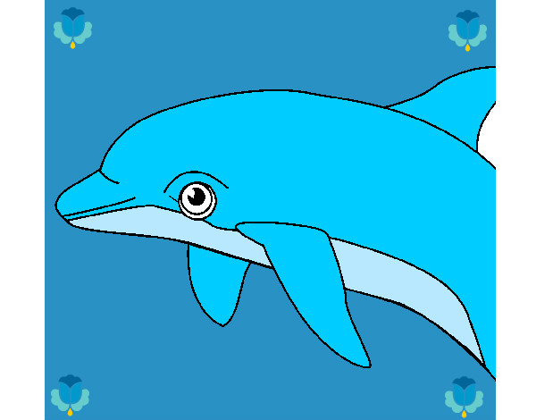 mi delfinn