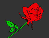 Dibujo Rosa pintado por kiliantra