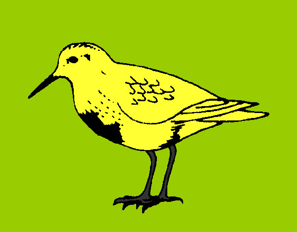Dibujo Pájaro pintado por beve