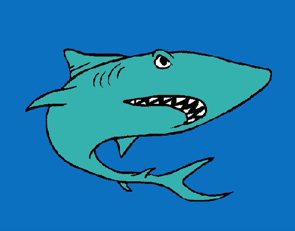 Dibujo Tiburón pintado por loti