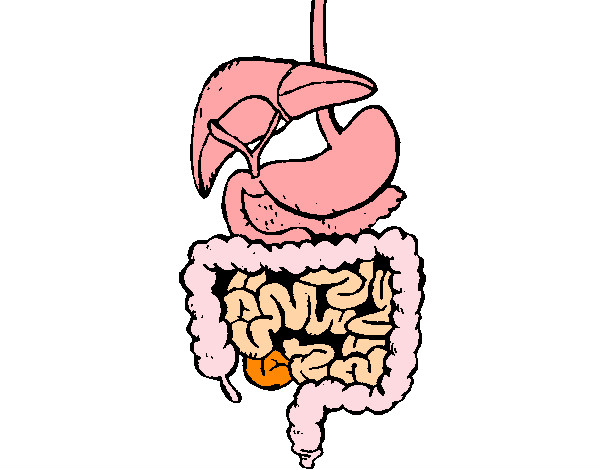 Dibujo Intestinos pintado por Jablublu