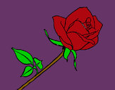 Dibujo Rosa pintado por thani