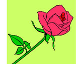 Dibujo Rosa pintado por yopmiti