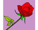 Dibujo Rosa pintado por paolita12