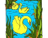 Dibujo Cisnes pintado por beatrizele