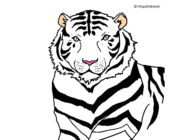 Dibujo Tigre 3 pintado por karensita1