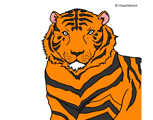 Dibujo Tigre 3 pintado por SantiMaia
