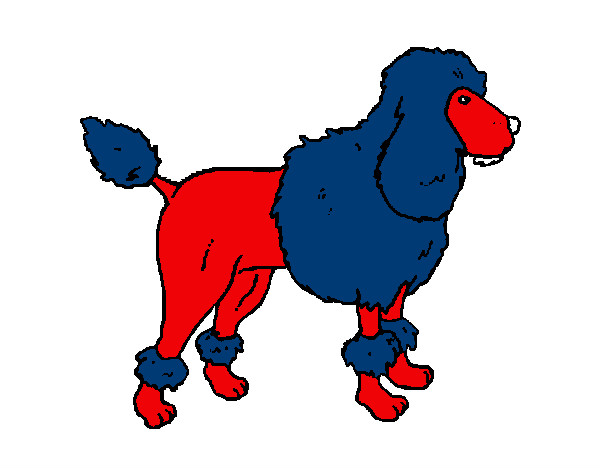 Dibujo Poodle pintado por mirkonicol