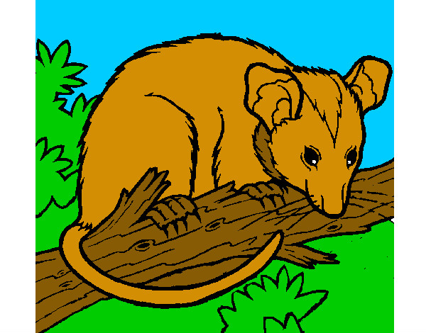 Ardilla possum