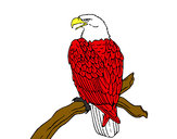 Dibujo Águila en una rama pintado por enriquez