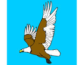 Dibujo Águila volando pintado por enriquez