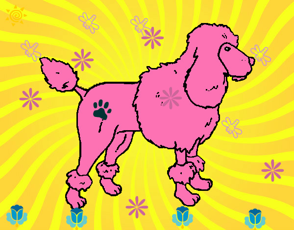 Dibujo Poodle pintado por renne 