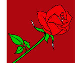 Dibujo Rosa pintado por ximent
