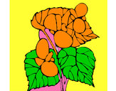 Dibujo Begonia pintado por salomeb