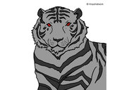 Dibujo Tigre 3 pintado por EDGAR1