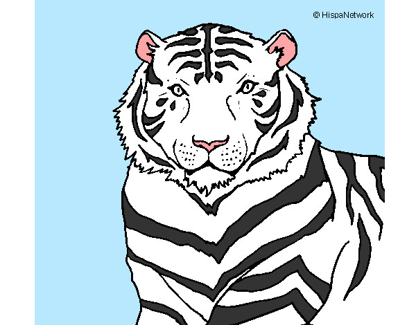 Dibujo Tigre 3 pintado por Miri1D
