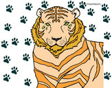 Dibujo Tigre 3 pintado por primorosa