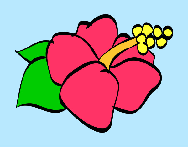 Dibujo Flor de lagunaria pintado por jhoanny3