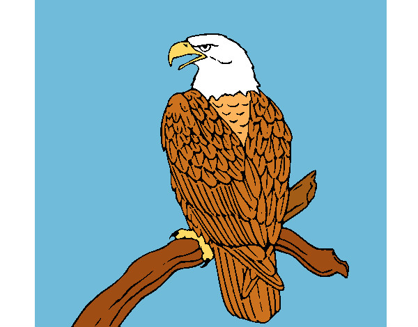 Dibujo Águila en una rama pintado por moko