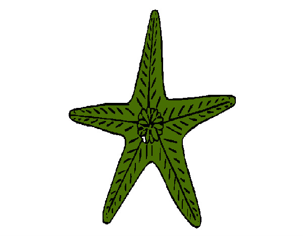 Dibujo Estrella de mar pintado por elihu