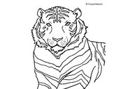 Dibujo Tigre 3 pintado por ADRIAN7