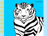 Dibujo Tigre 3 pintado por josemaria1