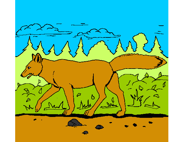 Dibujo Coyote pintado por danjor