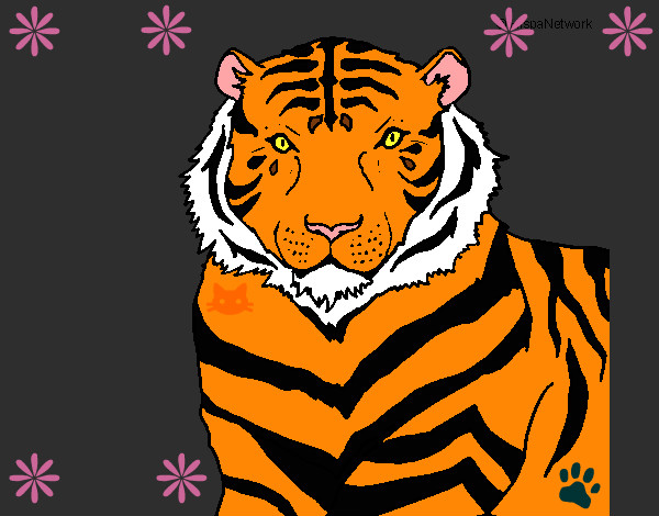 Dibujo Tigre 3 pintado por kittens 