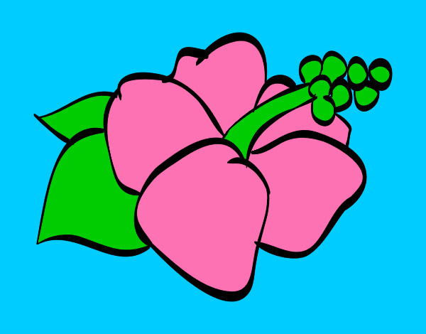 Dibujo Flor de lagunaria pintado por chantalita