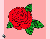 Dibujo Rosa 2 pintado por Aylen06