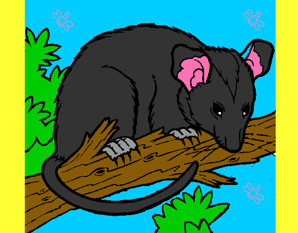 Dibujo Ardilla possum pintado por Juliab