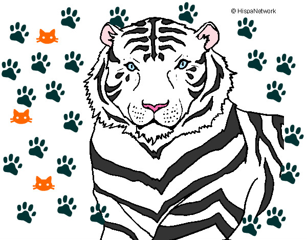 Dibujo Tigre 3 pintado por nanchi