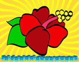 Dibujo Flor de lagunaria pintado por guadicrap