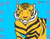 Dibujo Tigre 3 pintado por DAMAVI